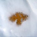 Square Dry golden fallen leaf of maple tree frozen under a layer of ice in winter Royalty Free Stock Photo