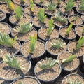 Square Fan aloe plants in a pot with a triangle arrangement on a dirt ground