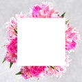 Square festive background with fresh pink peonies and empty white sheet for text above on light grey. Top view Royalty Free Stock Photo