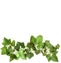 Square flat-lay pattern with ivy leaves with white flowers. Whit Royalty Free Stock Photo