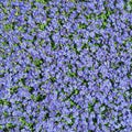 Square floral background with multiplicity wild small blue flowers