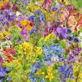 Square floral background from spring and summer flowers and plants isolated collage Royalty Free Stock Photo