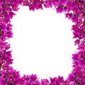 Square floral frame. Beautiful bougainvillia flowers isolated on white background. Space for your text