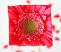 Square Flower Face Royalty Free Stock Photo