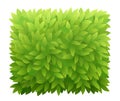 Square foliage bush of green leaves. Green leaves tea or tree texture. Thick thickets shrubs. For spring and summer design. Banner