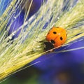 Square format backdrop with red dotted lady bug is climbing on wet long grass stem on blurred background Royalty Free Stock Photo