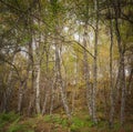 Square Silver birch Royalty Free Stock Photo