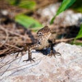 Lizard close-up in square format