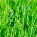 Square format extremely close up view of shining clear water drops on bright thin green grass leaves. Botanical