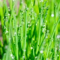 Square format extremely close up view of shiny clean water droplets on juicy long and thin green grass leaves Royalty Free Stock Photo