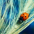 Square format natural background with red dotted little ladybug insect is climbing on wet spica long grass. Concept