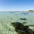 Square format ocean coast and beach landscape with clear water and algae and kelp under a blue sky