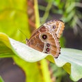 Square Fragile brown butterfly on vivid green leaf inside a greenhouse tropical garden Royalty Free Stock Photo
