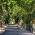 Square Square frame Abundant green leaves of towering trees forming a canopy over a sunlit road Royalty Free Stock Photo