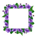 Square frame of African violets (saintpaulia). Hand drawn watercolor.