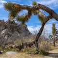 Square frame Arched joshua trees at National Park in California Royalty Free Stock Photo