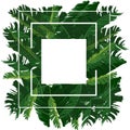 square frame with banana leaves with white background Royalty Free Stock Photo
