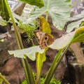 Square frame Brown butterfly on vibrant green plant inside a greenhouse with glass roof Royalty Free Stock Photo