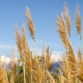 Square frame Close up of grasses with view of mountain and blue sky in the blurred background Royalty Free Stock Photo