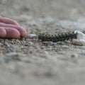 Square frame Close up of hand of a person and fuzzy black caterpillar against rocky ground