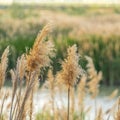 Square frame Close up of natural brown grasses growing around a lake viewed on a sunny day Royalty Free Stock Photo