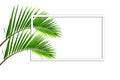 Square frame, Creative layout made  green leaf of Coconut palm tree isolated on white background .with paper card note. Royalty Free Stock Photo