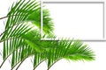 Square frame, Creative layout made  green leaf of Coconut palm tree isolated on white background .with paper card note. Royalty Free Stock Photo