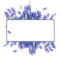 Square frame with muscari flowers, template