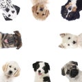Square frame of different puppies,dogs
