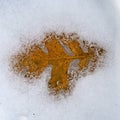 Square frame Dry golden fallen leaf of maple tree frozen under a layer of ice in winter Royalty Free Stock Photo