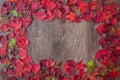 Square frame of fall color in red, green, yellow, and orange maple leaves on a rustic wood background Royalty Free Stock Photo