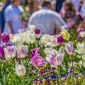 Square frame Glorious white and purple tulips flourishing under sunlight in spring