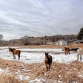 Square frame Grazing horses on snowy and grassy field under vast cloudy blue sky in winter Royalty Free Stock Photo