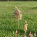 Square frame Green field and tall brown grasses behind a rusty chain link wire mesh fence Royalty Free Stock Photo