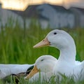 Square frame Group of ducks with white feathers short yellow beaks and small black eyes