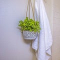 Square frame Home bathroom interior with towel and hanging plant beside the built in bathtub Royalty Free Stock Photo