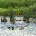 Square frame Neighborhood park with ducks swimming on a pond with bridge and shiny surface Royalty Free Stock Photo