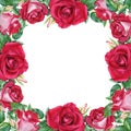 Square frame with red flower rose blooms, leaves and buds. Watercolor illustration isolated on white. For clipart cards Royalty Free Stock Photo