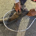 Square frame Sunny day view of a gray fish caught by a fisherman with a scoop fishing net