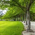 Square frame Trees with white barks and vibrant green leaves lining a road and vast lawn
