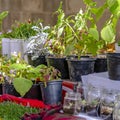 Square frame Variety of lush potted plants and flowers at the garden of a home