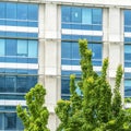 Square frame Vibrant green tree leaves with modern glass building exterior in the background Royalty Free Stock Photo