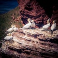 Square-framed photo of Northern gannets sitting on a big rock