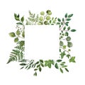 Watercolor greenery foliage frame on white background. Fresh lush herbs, leaves, green branches frame. Summer floral wreath