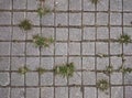 Square grey tiles on the floor with green grass and moss in the