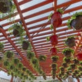 Square Hanging senecio string and sedum succulent plants along with the string lights on a red pergola roof