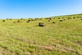 Square hay bales on green meadow Royalty Free Stock Photo