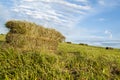 Square haybales of grass hay