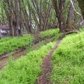 Square Hiking trail and narow stream surrounded by grasses and trees in the forest