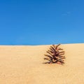 A brown pine cone in the sand Royalty Free Stock Photo